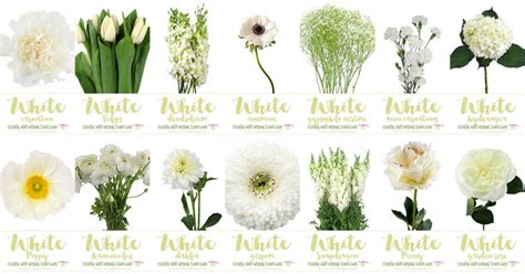 white spring flowers names